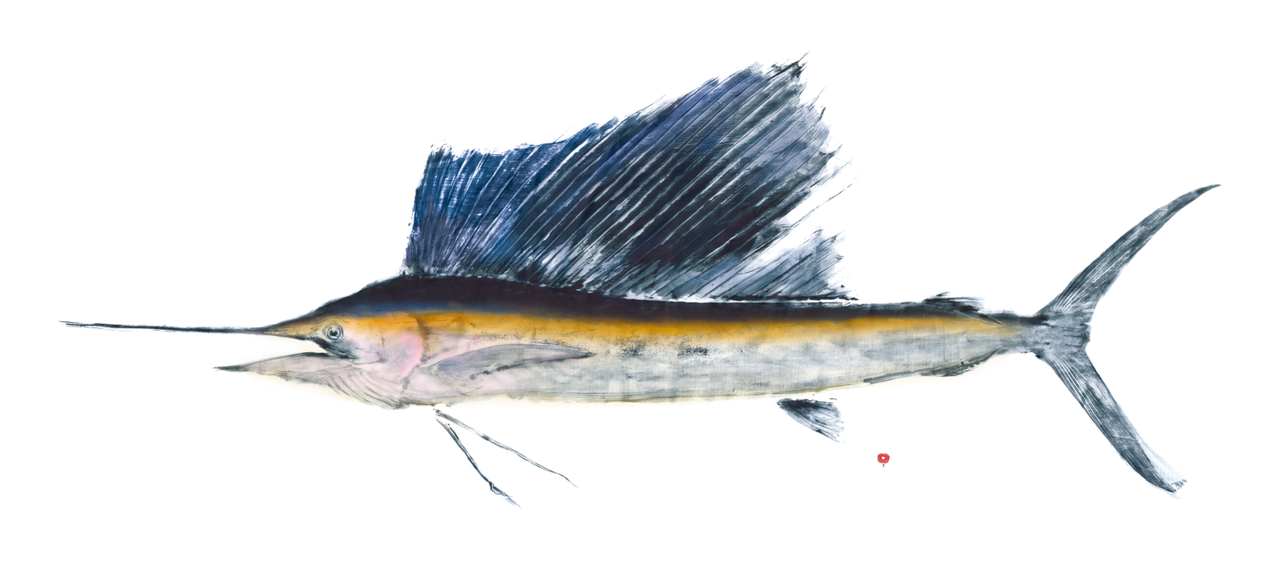 sailfish with color