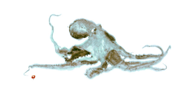 Turquoise Octopus