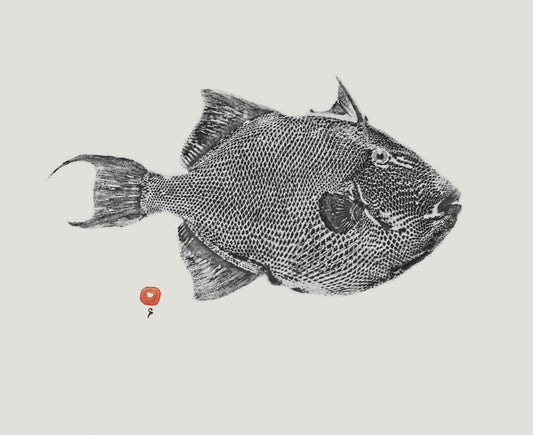 TRIGGERFISH Grey