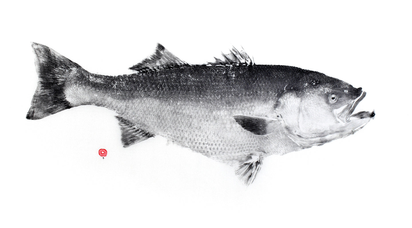 STRIPED BASS III