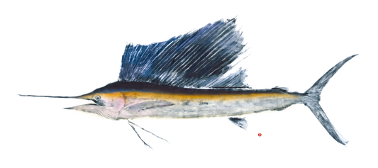 sailfish with color