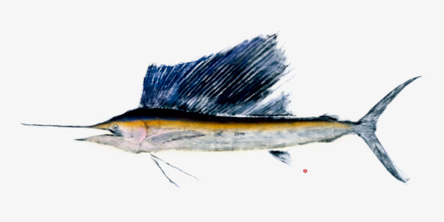 Pacific Sailfish