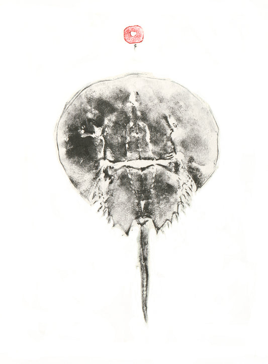 Horseshoe Crab Print
