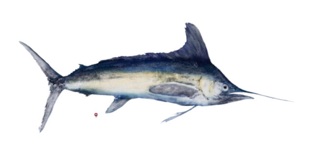 White Marlin Reproduction Print on Somerset Velvet Paper