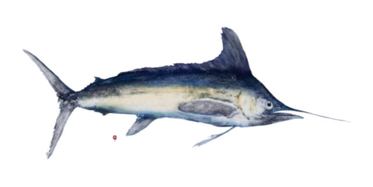 White Marlin Reproduction Print on Somerset Velvet Paper