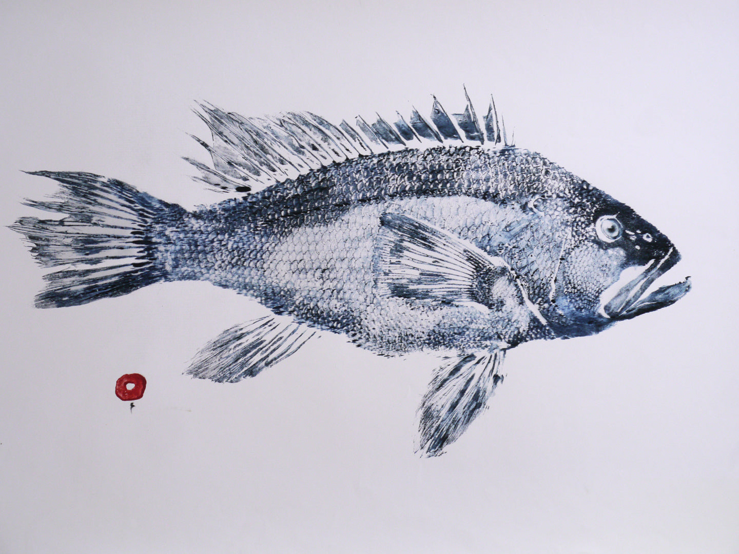 Blue Black Seabass